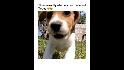 The world happiest dog