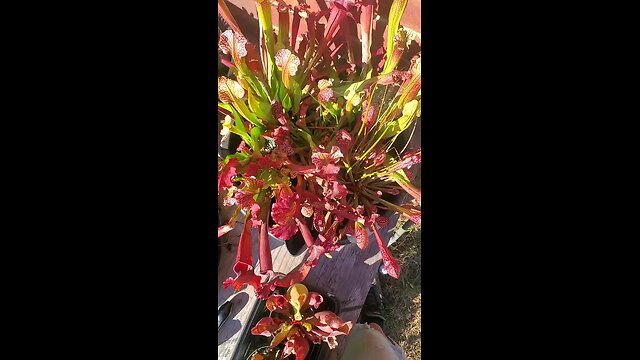 Insect eating plants at work
