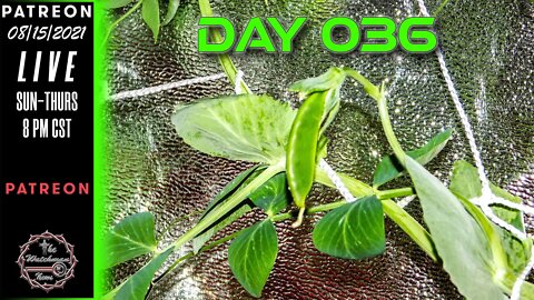 The Watchman News - Day 036 Garden VLOG - Apartment Size Indoor Economic Hybrid Hydroponic Gardening