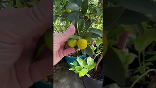 Growing Tropical Fruits in a Winter Wonderland 🍊🌿 #GreenhouseMagic