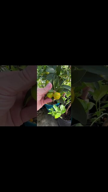 Growing Tropical Fruits in a Winter Wonderland 🍊🌿 #GreenhouseMagic