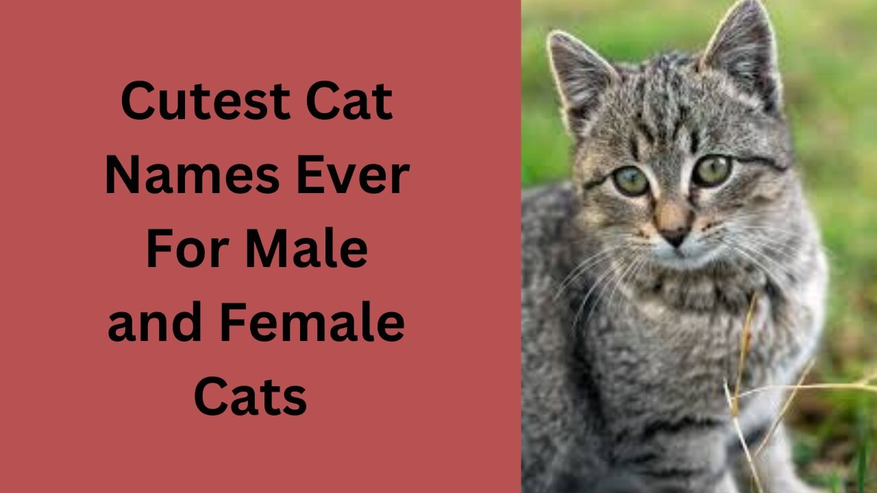 Cutest Cat Names - TOP 10 Cutest Cat Names For Male & Female!