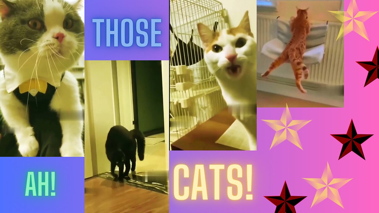 Oh, those cats!