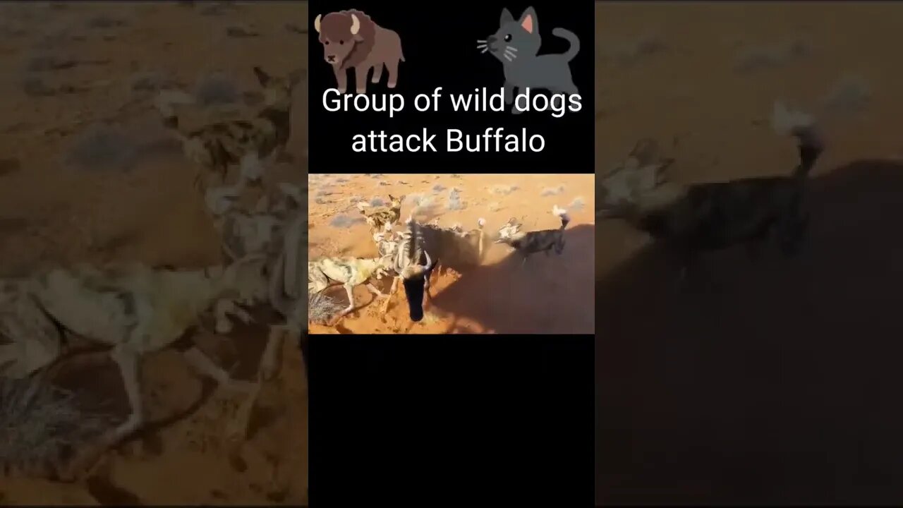 group of wild dogs attack to buffalo 2022 #shorts #youtubeshorts