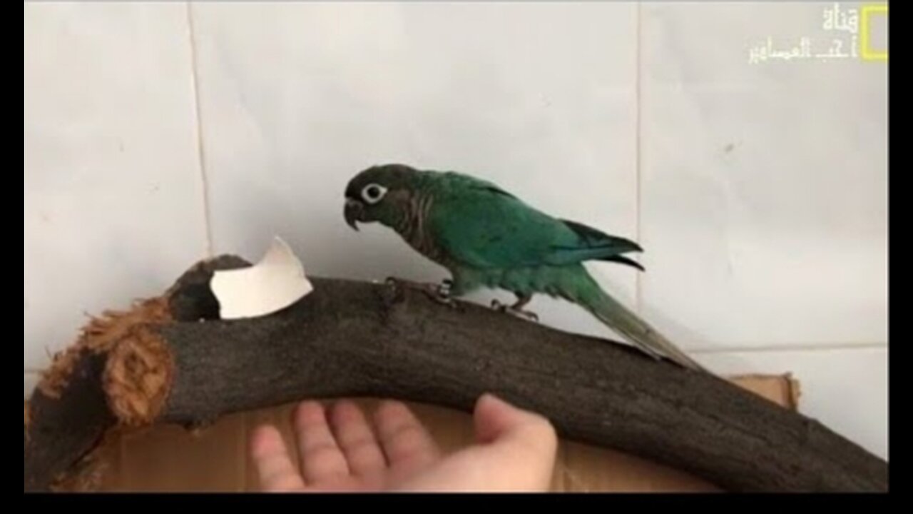 Pet parrot Taming a parrot is fun