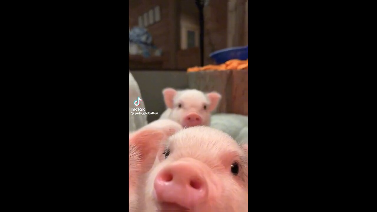 TINY PINK PIGS