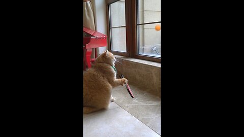 Billa khelega bat ball #funny #viral #fun #cute #funcutefunny #funshorts #funnyvideos #funnyanimals