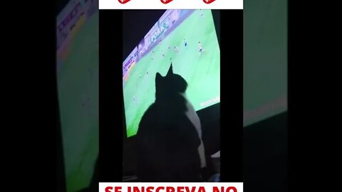 Gato assistindo futebol na TV #shorts