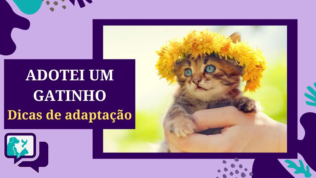 ADOTEI UM GATO - Dicas para facilitar a adaptação do pet à nova casa