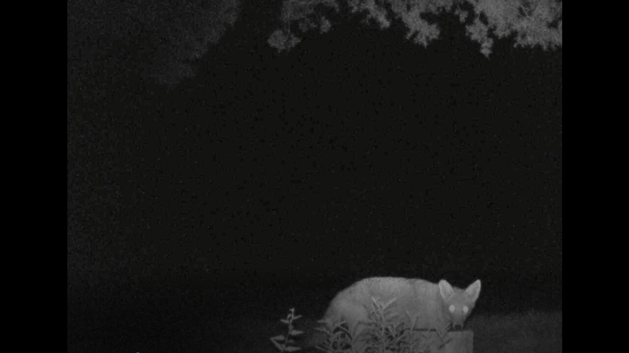 Coyote! Night Vision!