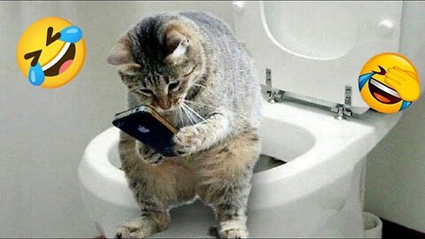 Funny videos of cats and dogs