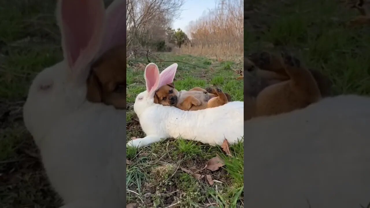 Cute 🐶Puppy, 🐇Rabbit and 🐦Birds 💕🐾