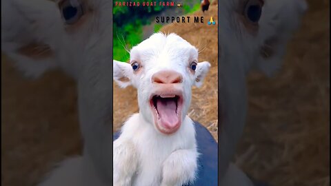 funny goat 😂😂