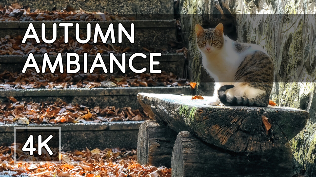 Ambiance: Autumn Tranquility in the Woods - 1 Hour of Relaxing Stream Sounds - 4K UHD