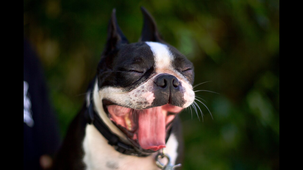 Best Funny Animals Video compilation#1 Newest Cats😹 and Dogs🐶