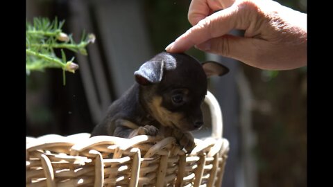 Dia del Perrito