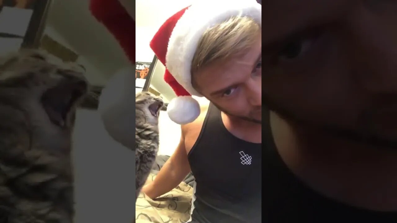 Cat trying to eat my Santa hat