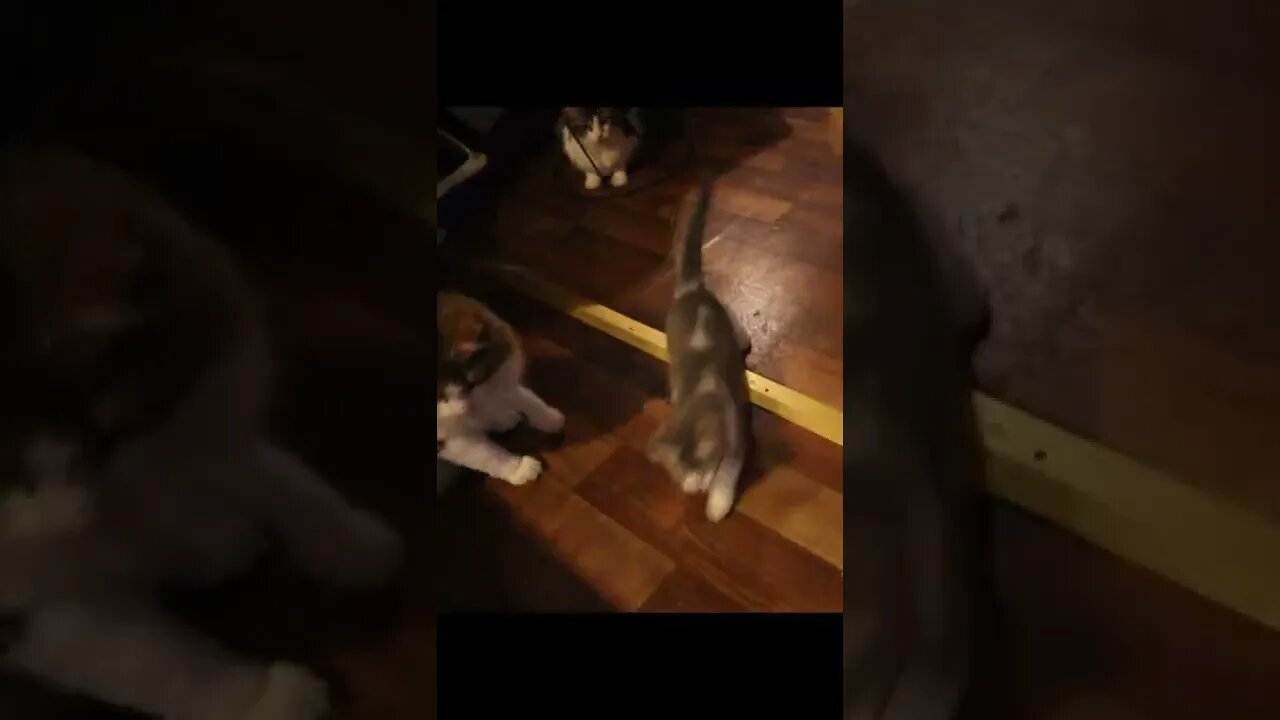 Spinning Kittens!