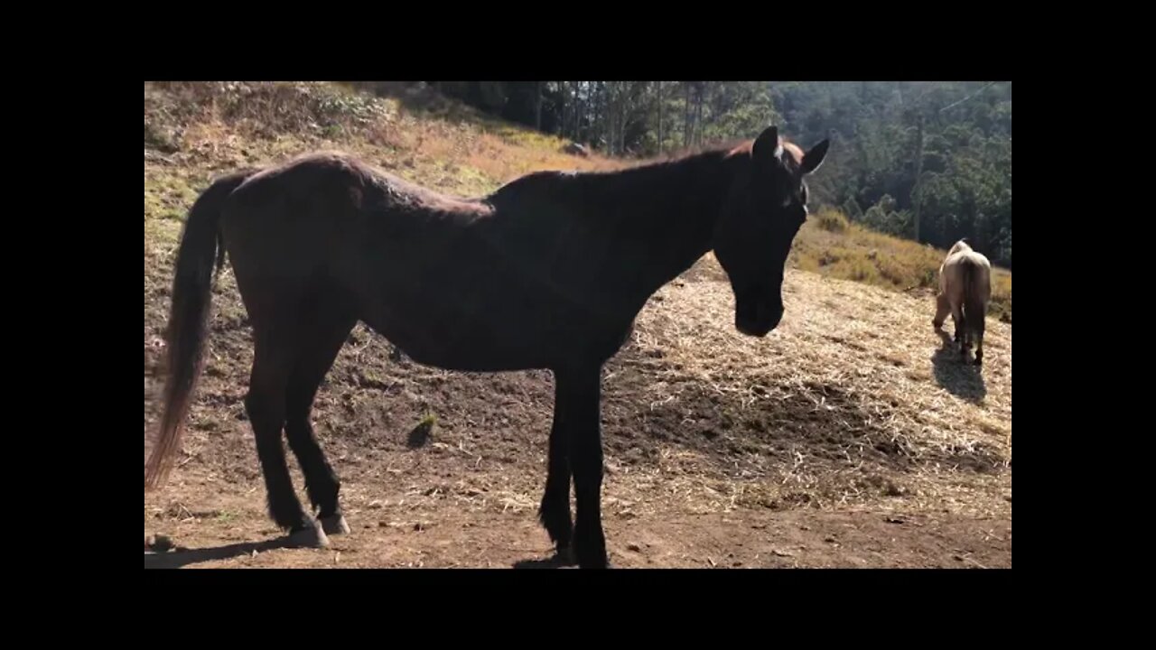 Penny back on her feet. She's lost weight, but at least she's ok.