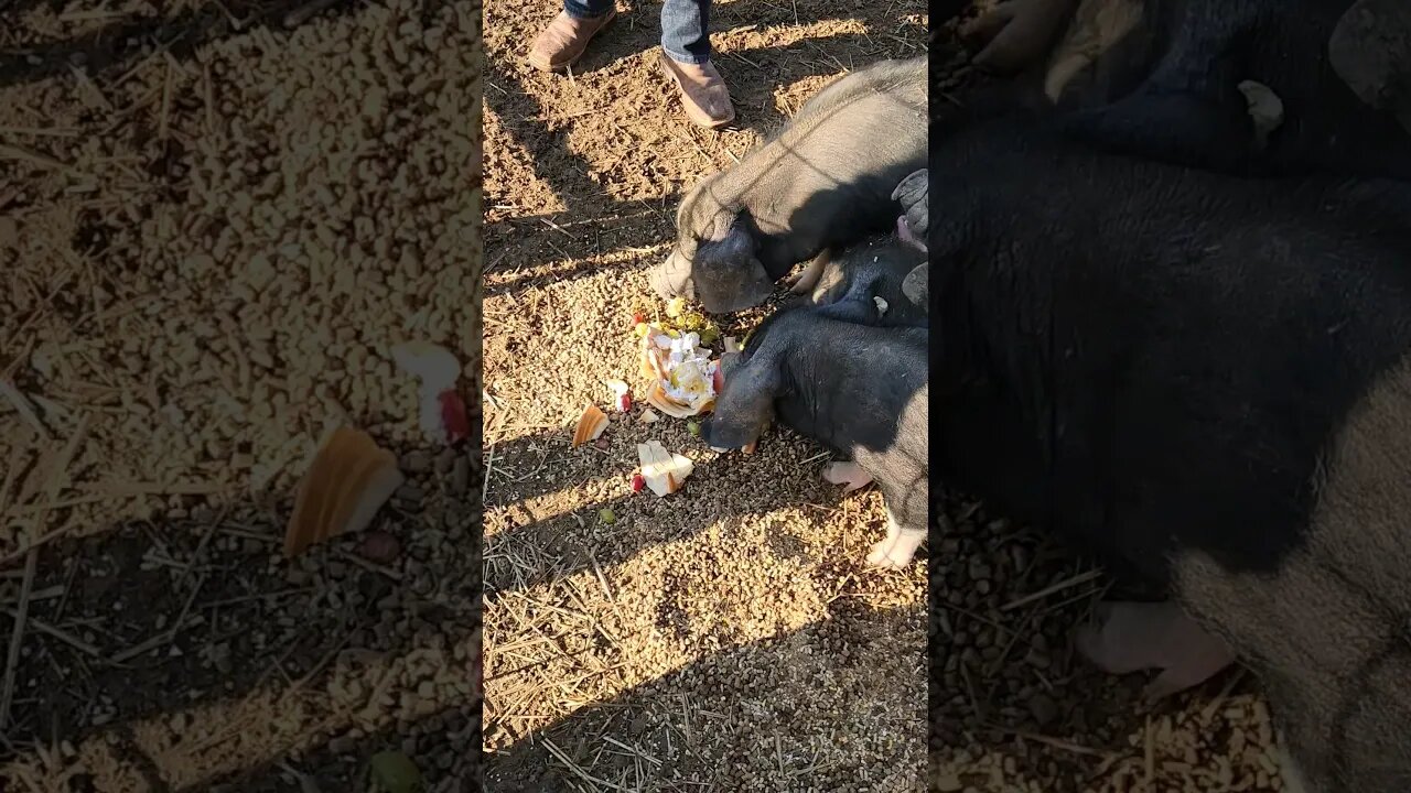 Pigs eating Thanksgiving leftovers from Arizona #homestead