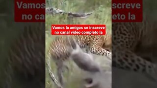 animais selvagens leopardo #shorts
