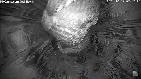 Owl Box 8 Screech owl brings food 10/17/21