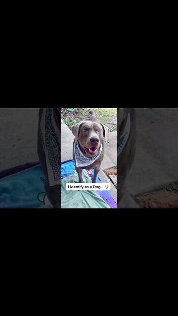 1Min Animal World #dogs #cats #pet