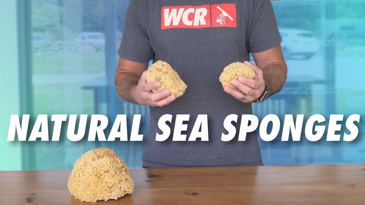 Product Spotlight: Natural Sea Sponges