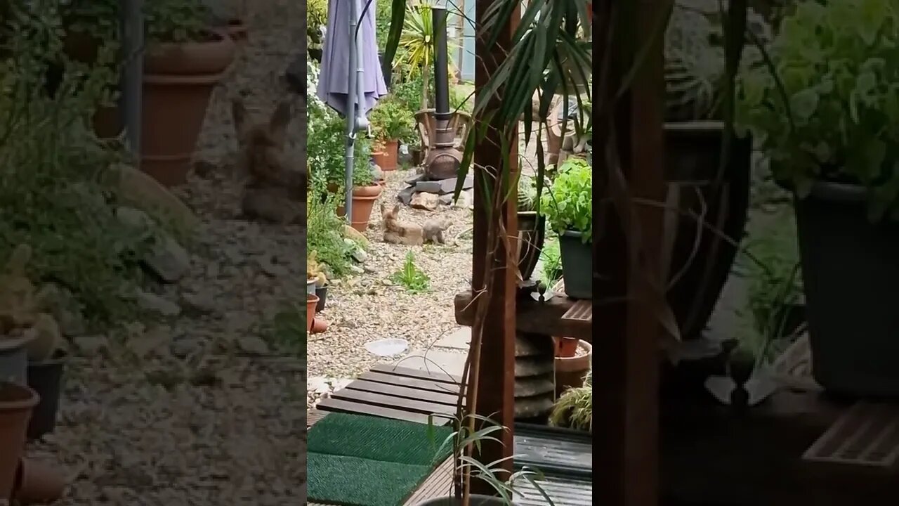 🦊Fox cubs and mum playing in our garden until they get surprised.