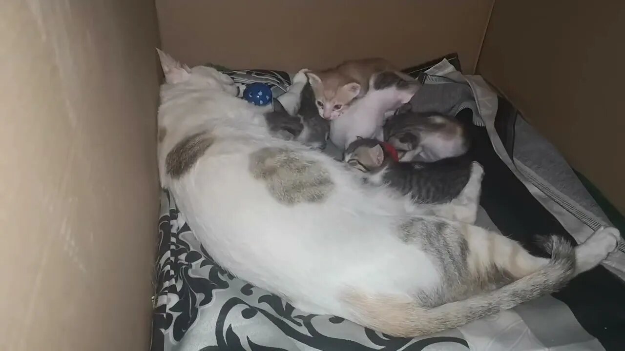 Mom and Kittens Sleeping and Playing Vlog - Meditation Music