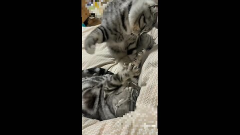 cat fight