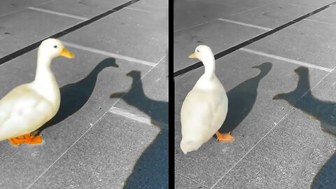 Duck Breaks Man's Heart