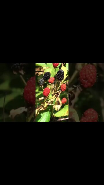 THEY SURE KNOW HOW TO PICK EM!