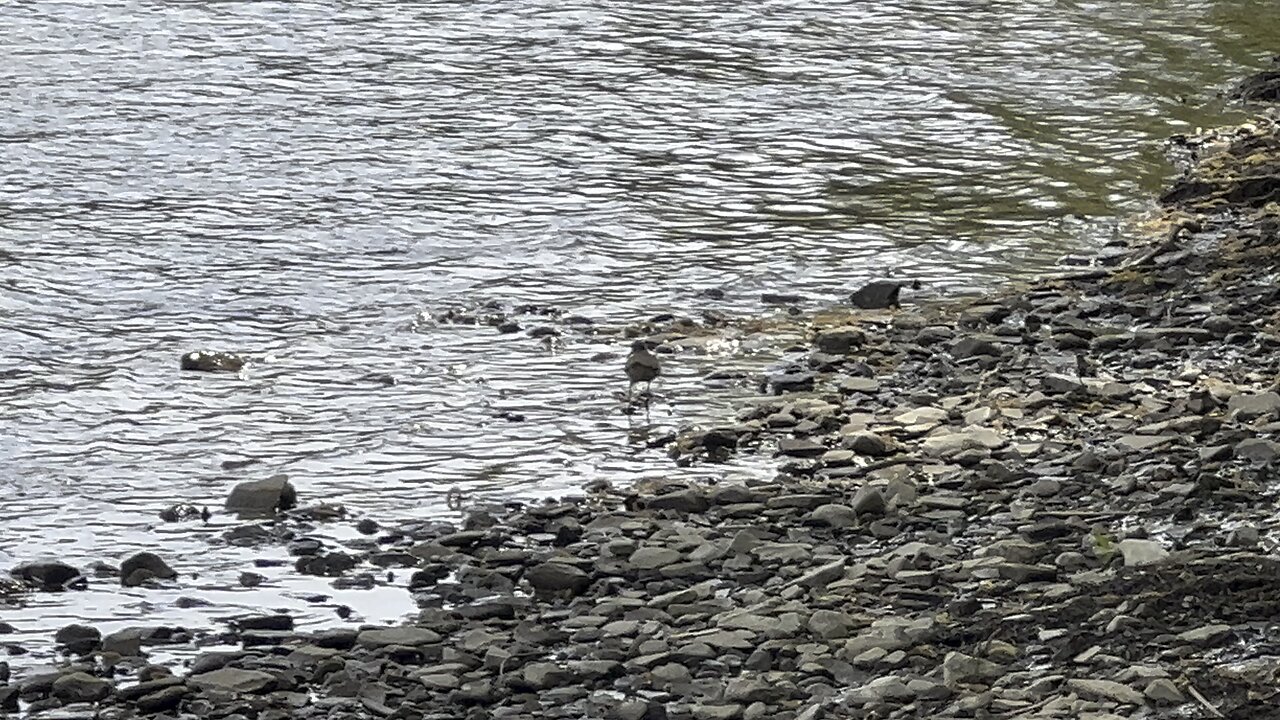 Water fowl bird… Killdeer 😊