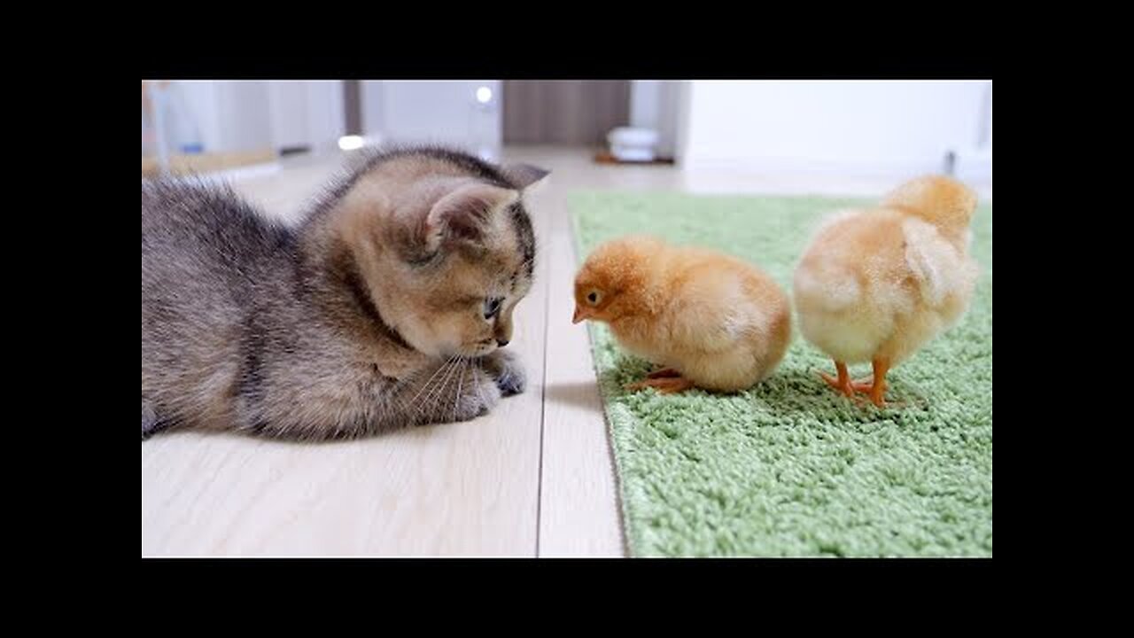 Looking back on how kitten Kiki met tiny chicks for the first time. Mrizhanwaqas143