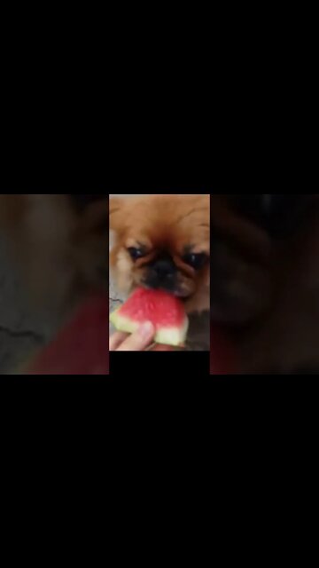 Olha o Pet da Magali ai ! #shorts