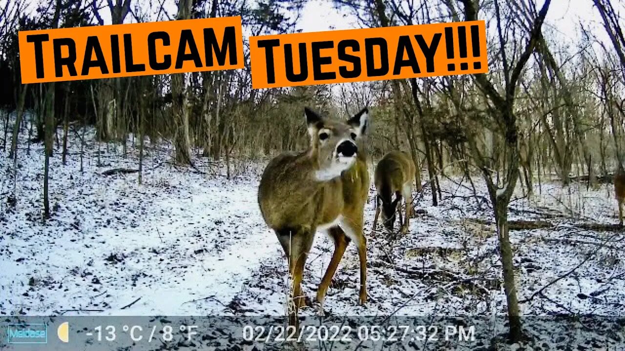 TRAILCAM TUESDAY!!!