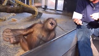 Monkey react to magic trick..