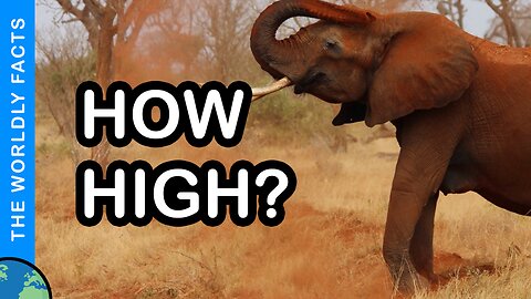 Why elephants can't jump!