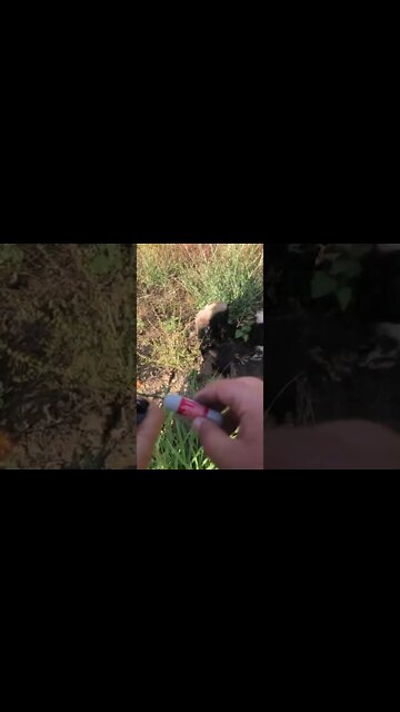 #shorts #2022 funny,prank,funjokes,dad jokes,funny memes,funny video,fun,laughing,funny animal,knock