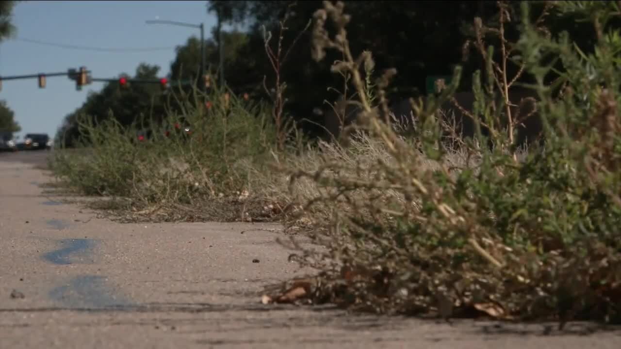 Notices go out to Englewood residents over tall weeds