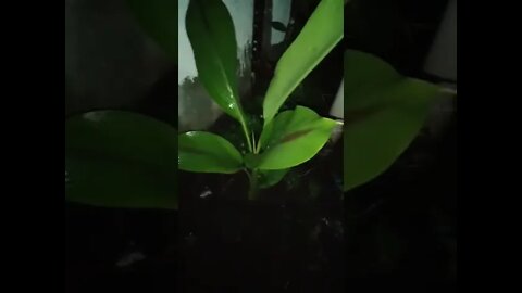 Plants on a pot.(3)