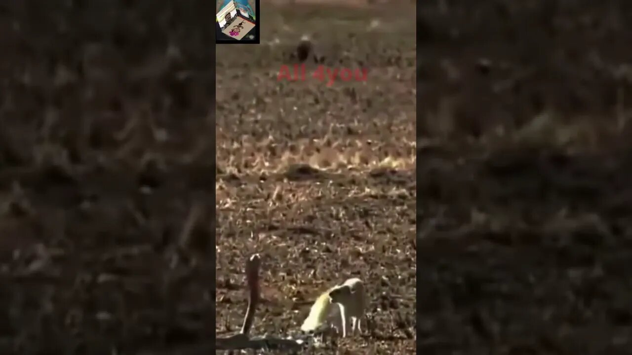 Funny funny #!!!short#