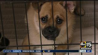 Animal shelters preparing for busy July 4th holiday