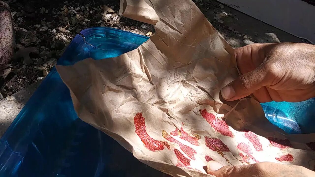 BACK TO NATURE - Harvesting Strawberry Seeds