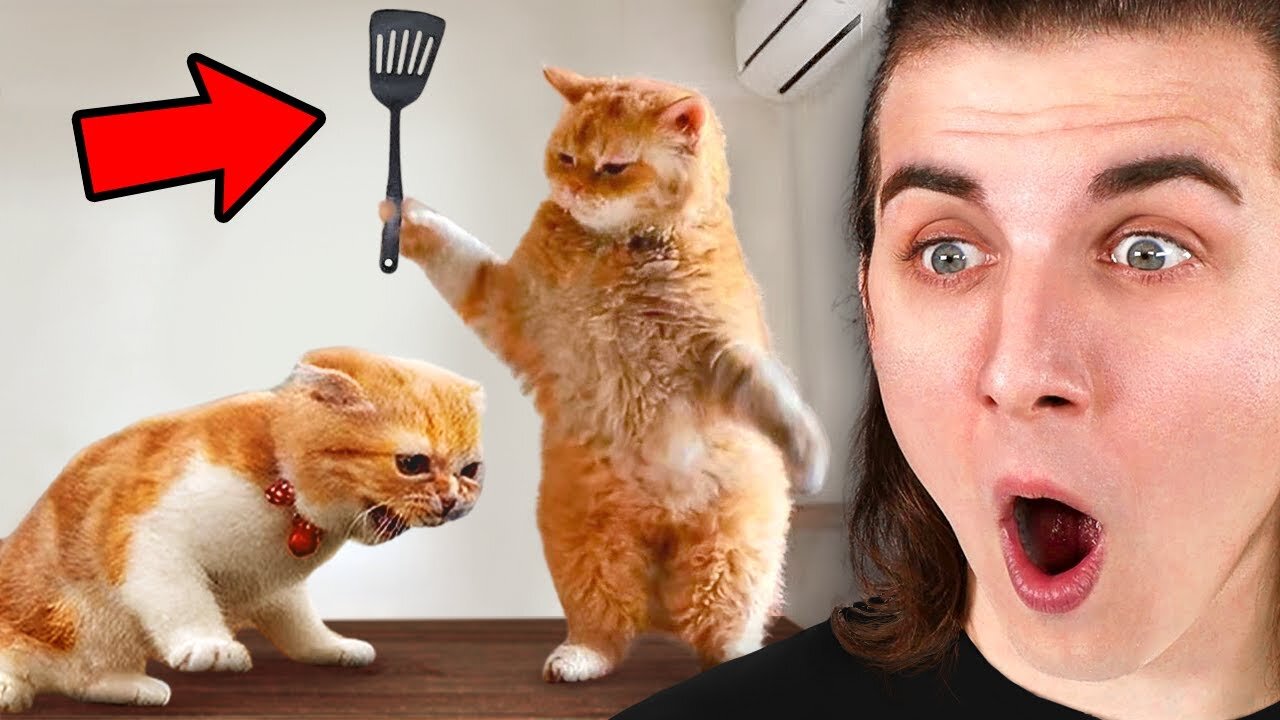Prepare for a Laughing Frenzy with These Animal Videos!
