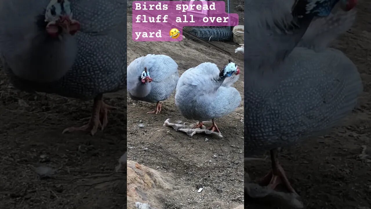 Guinea fowl spread fluff all over yard #guineafowl #freerange