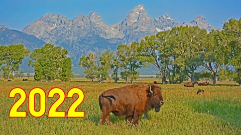 Grand Teton & Yellowstone -- What's NEW in 2022!