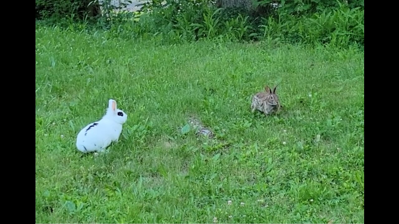 Rare Meeting: Pet Baby Bunny's Encounter with a Wild Bunny - A Heartwarming Connection