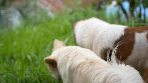 cute puppies